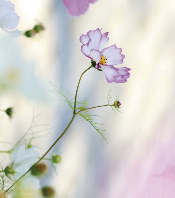 121_secciones_fotografia