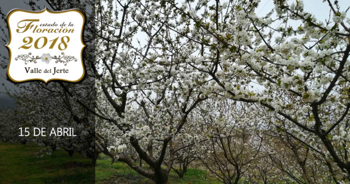 Cerezo-en-flor-valle-del-jerte-fechas