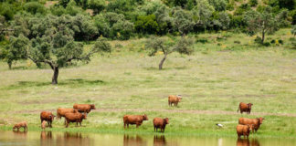 igp ternera de extremadura