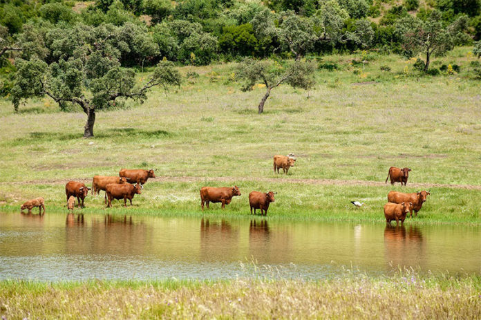 igp ternera de extremadura igp ternera de extremadura