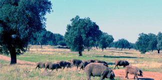 La Diputación de Badajoz y Cicytex seguirán colaborando en proyectos innovadores en materia agroganadera