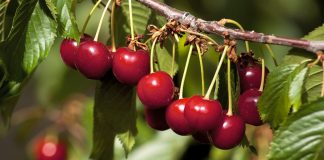 El Consejo Regulador de la Cereza del Jerte ha comenzado a certificar las primeras cerezas de la variedad Navalinda