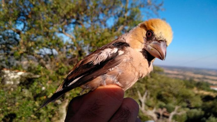 20190710_aves_adenex Adenex lleva a cabo una nueva jornada de anillamiento científico en Montánchez