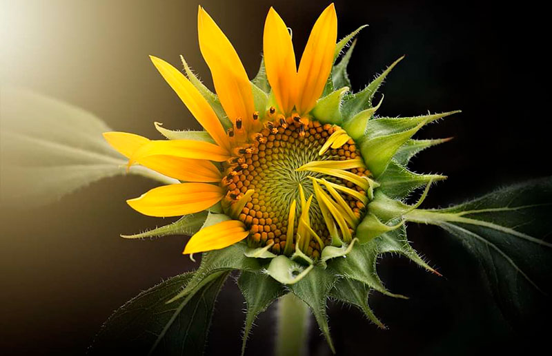 Julia Cortés Palma recibe el título de 'Embajadora Universal de la Paz'