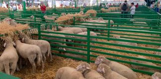La mejor Feria de Zafra en 20 años congrega a más de un millón de personas. Grada 138. Qué pasó