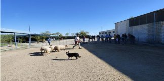 La Escuela de Pastores de Extremadura imparte un seminario sobre adiestramiento de perro pastor
